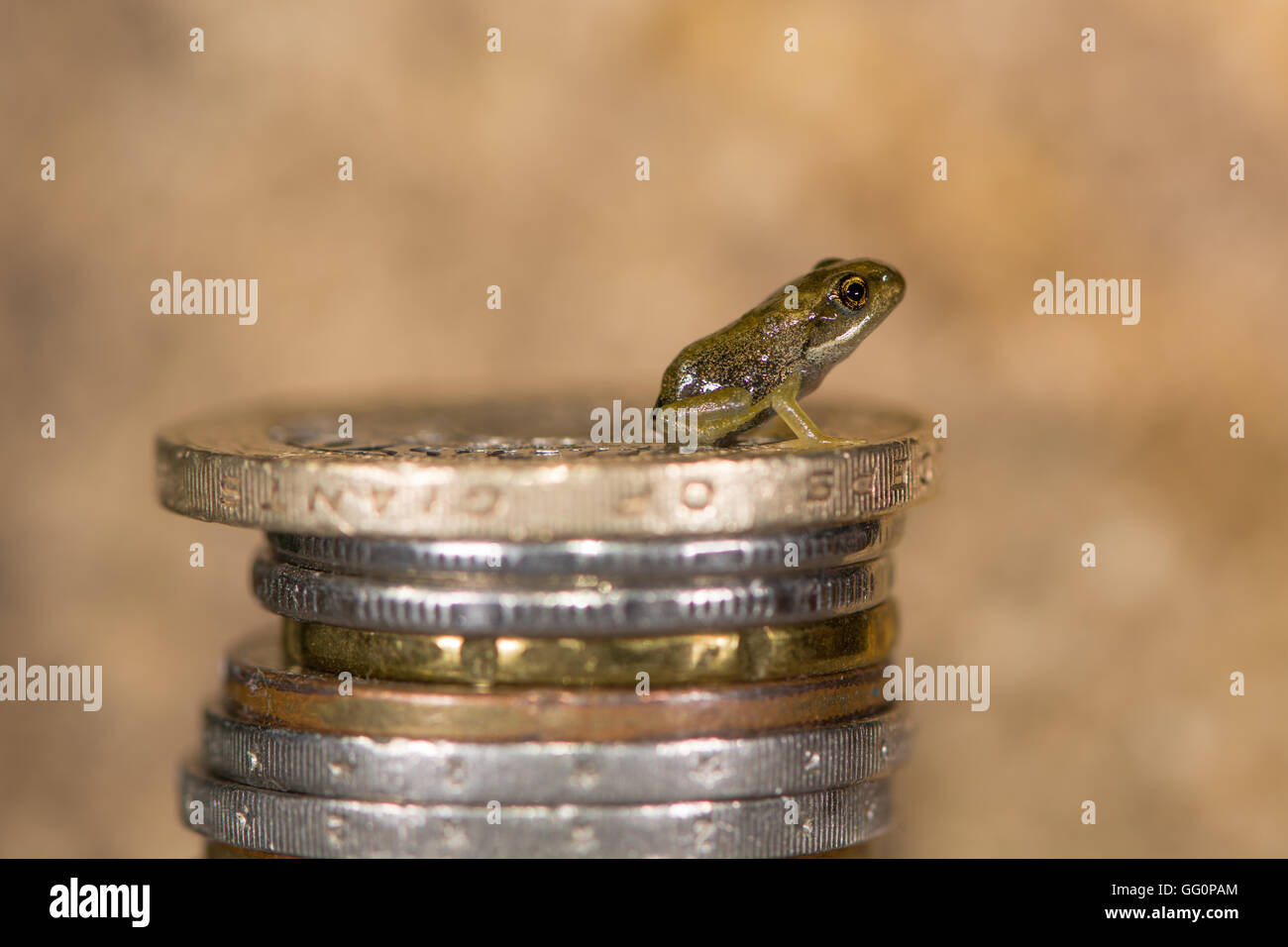 Gemeinsamen Frosch (Rana Temporaria) Froglet auf Stapel von Münzen. Winziges Baby Frosch mit Münzen, klein, ca. 8 mm Länge zu zeigen Stockfoto