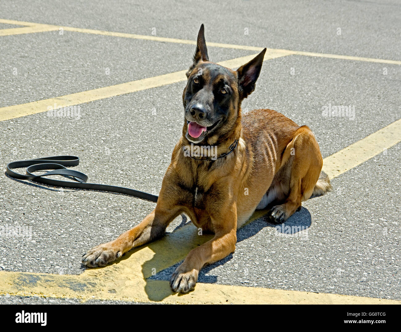 Belgische Malinois Hund 'Major' des Referats Manitowoc, Wisconsin Polizei Abt. k-9 Stockfoto