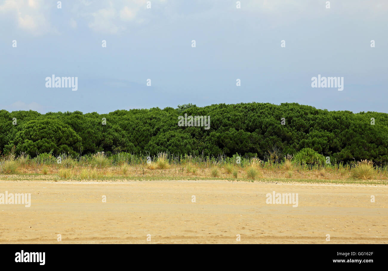 italienische Macchia Unterholz mit Strauch und Sand im Sommer Stockfoto