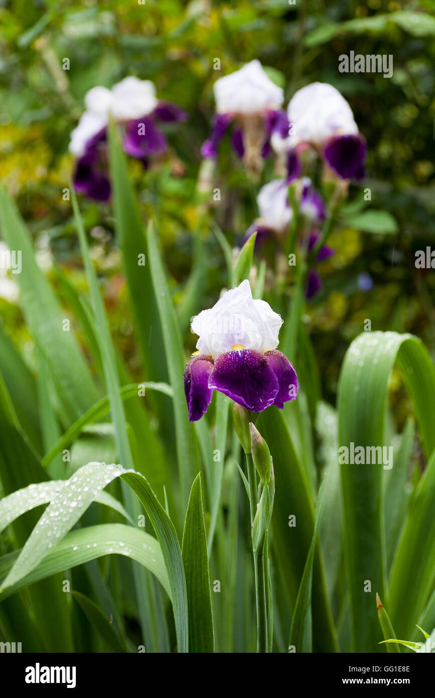 Weiße und violette Deutsche Schwertlilie in voller Blüte im Regen Stockfoto