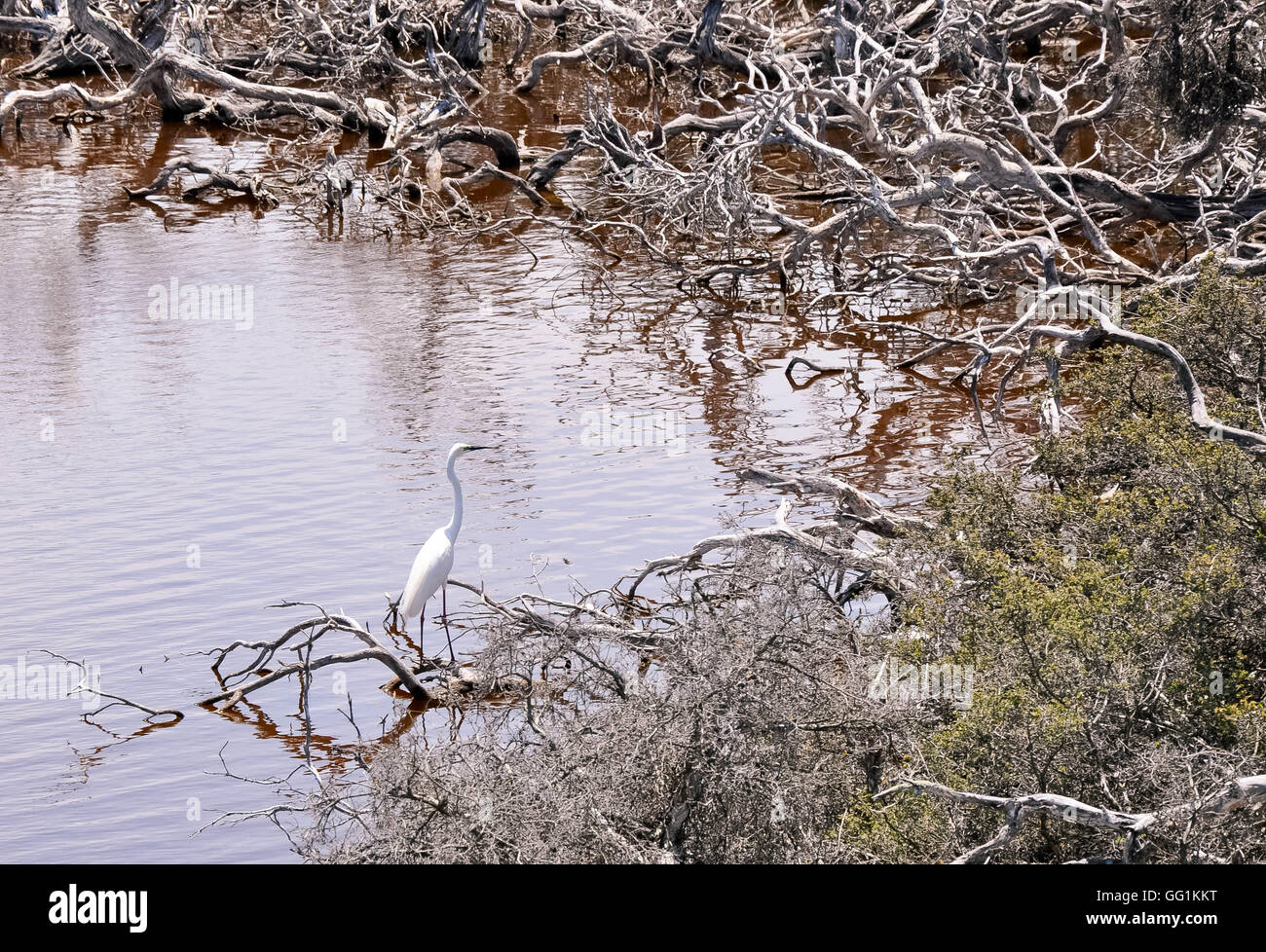 Weiße Reiher im See Coogee Wetland Reserve mit ruhigem Wasser und dichten blattlosen Zweigen in Münster, Western Australia. Stockfoto