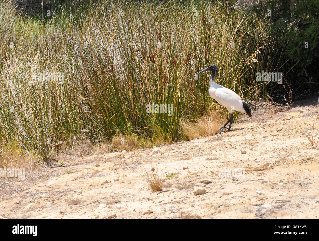 Einsame schwarze und weiße große Ibis Wildvogel zu Fuß in der Nähe von hohen Feuchtgebiet Gräser am See Coogee in Western Australia. Stockfoto