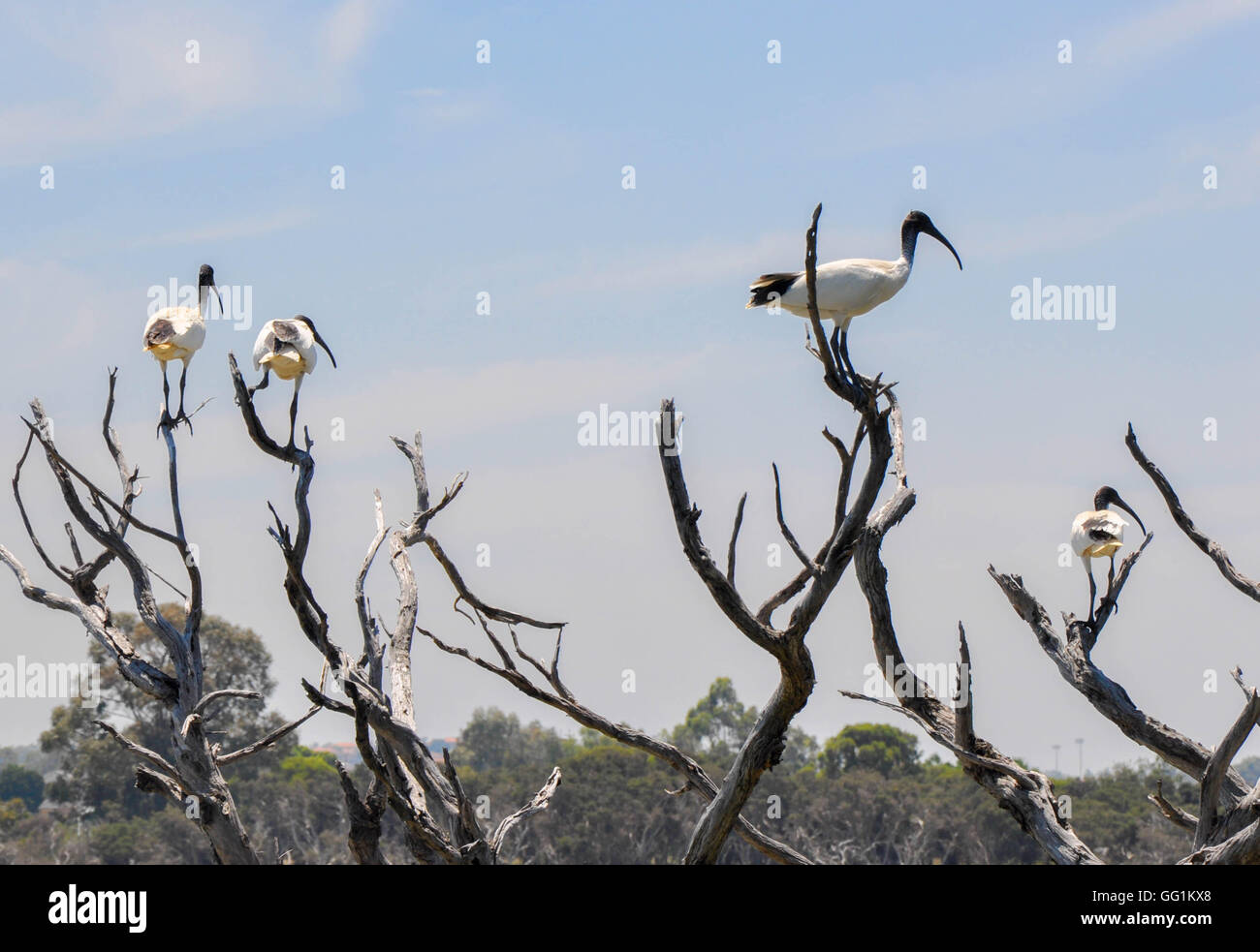 Gruppe von schwarzen und weißen Ibis-Vögel in blattlosen Feuchtgebiet Baum mit einem blauen Himmelshintergrund am See Coogee in Western Australia Stockfoto