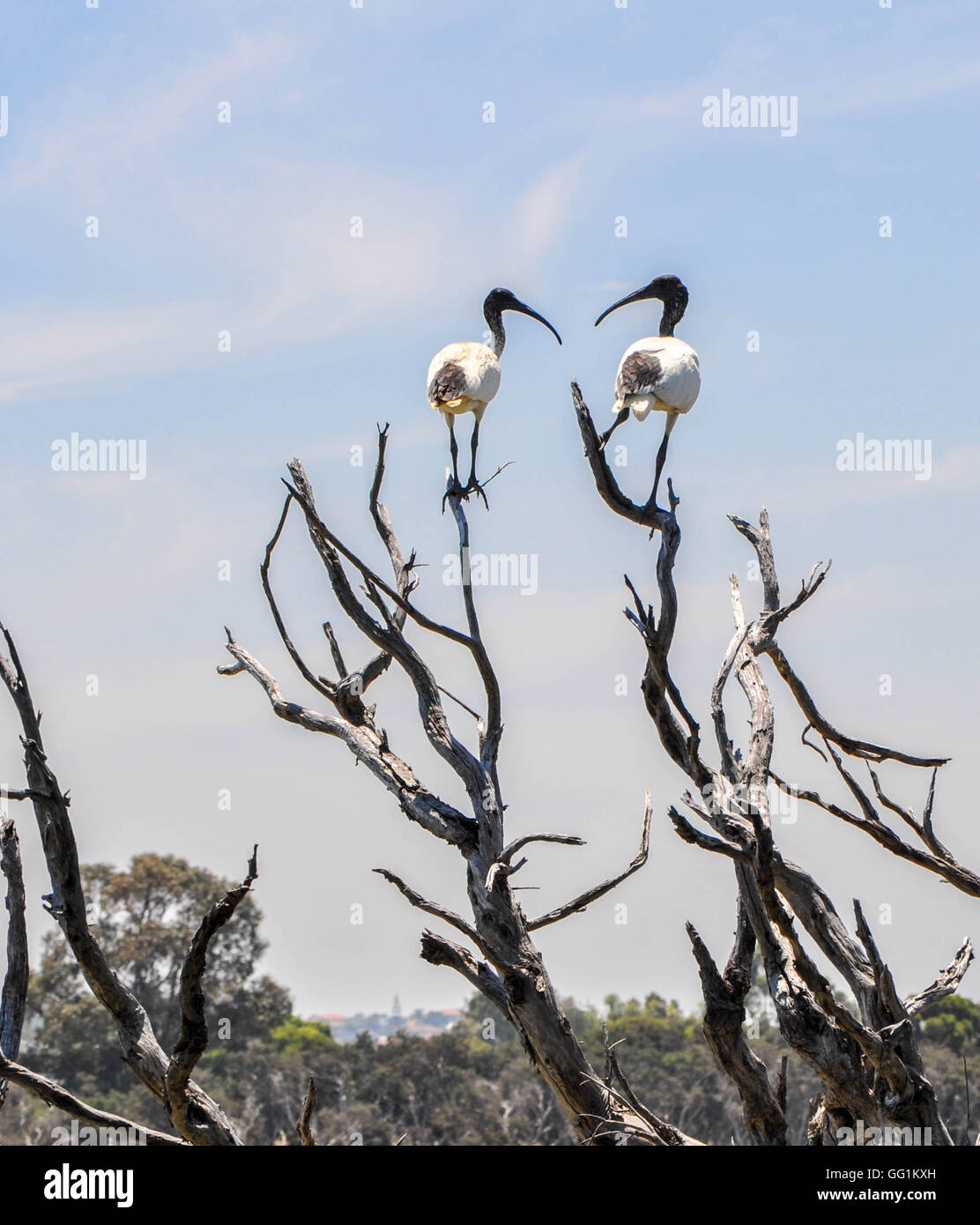Zwei schwarze und weiße Ibis Großvögel in blattlosen Feuchtgebiet Baum mit blauem Himmel am See Coogee in Münster, Western Australia. Stockfoto