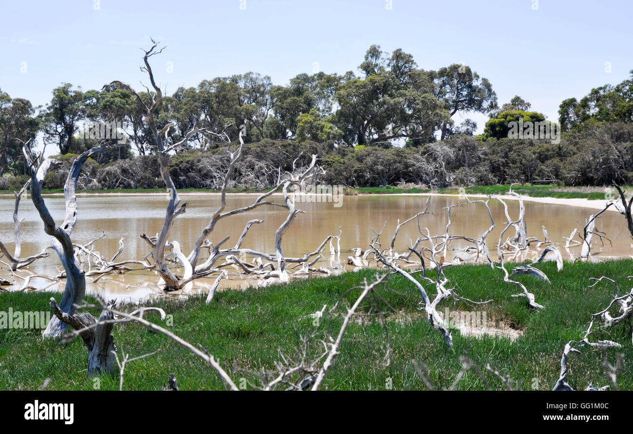 Blattlosen Äste im Wasser ruhig Feuchtgebiet am See Coogee mit üppigen grünen Rasen und Bäumen in Münster, Western Australia. Stockfoto