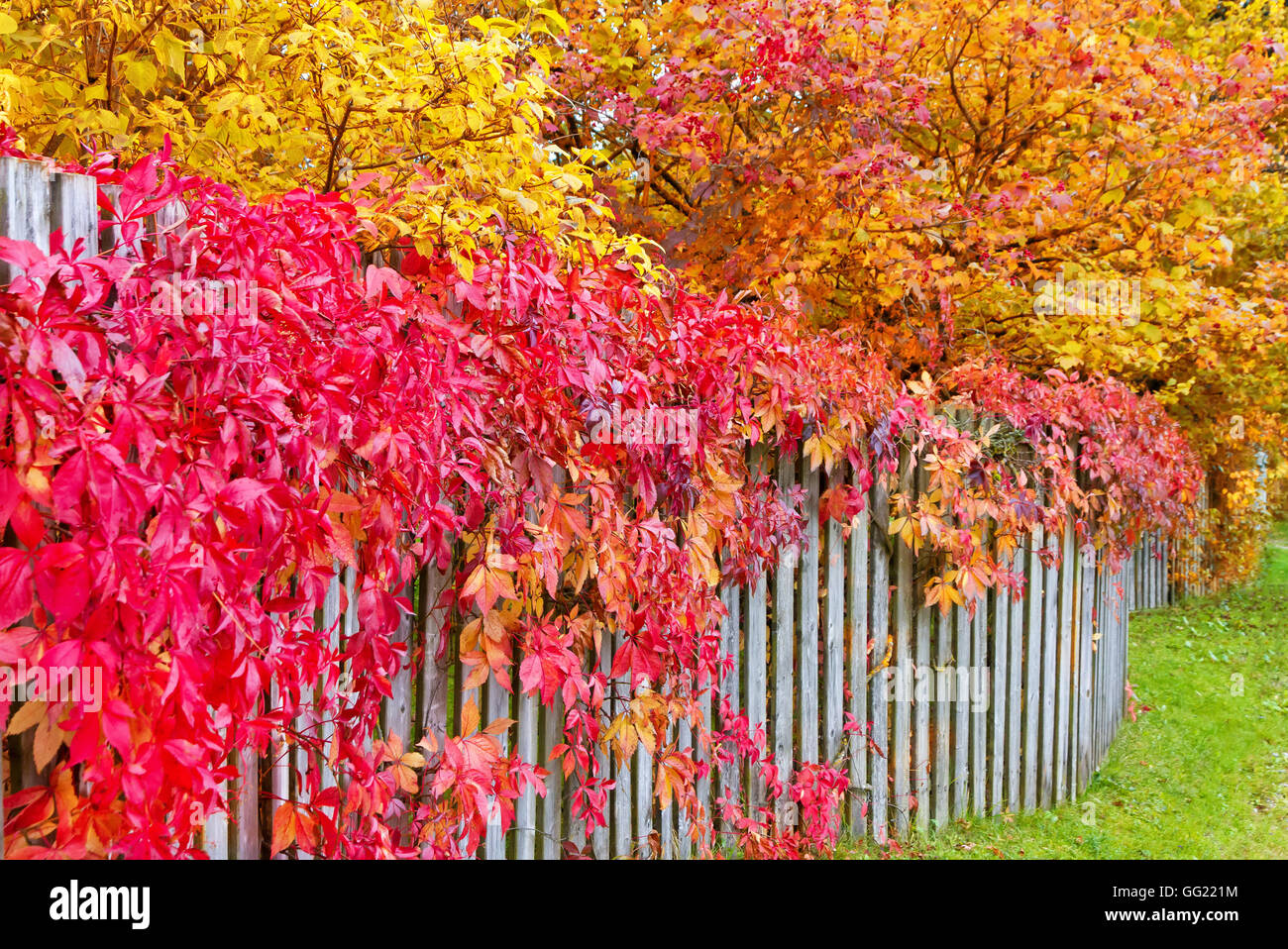 Bunten Garten im Herbst Stockfoto