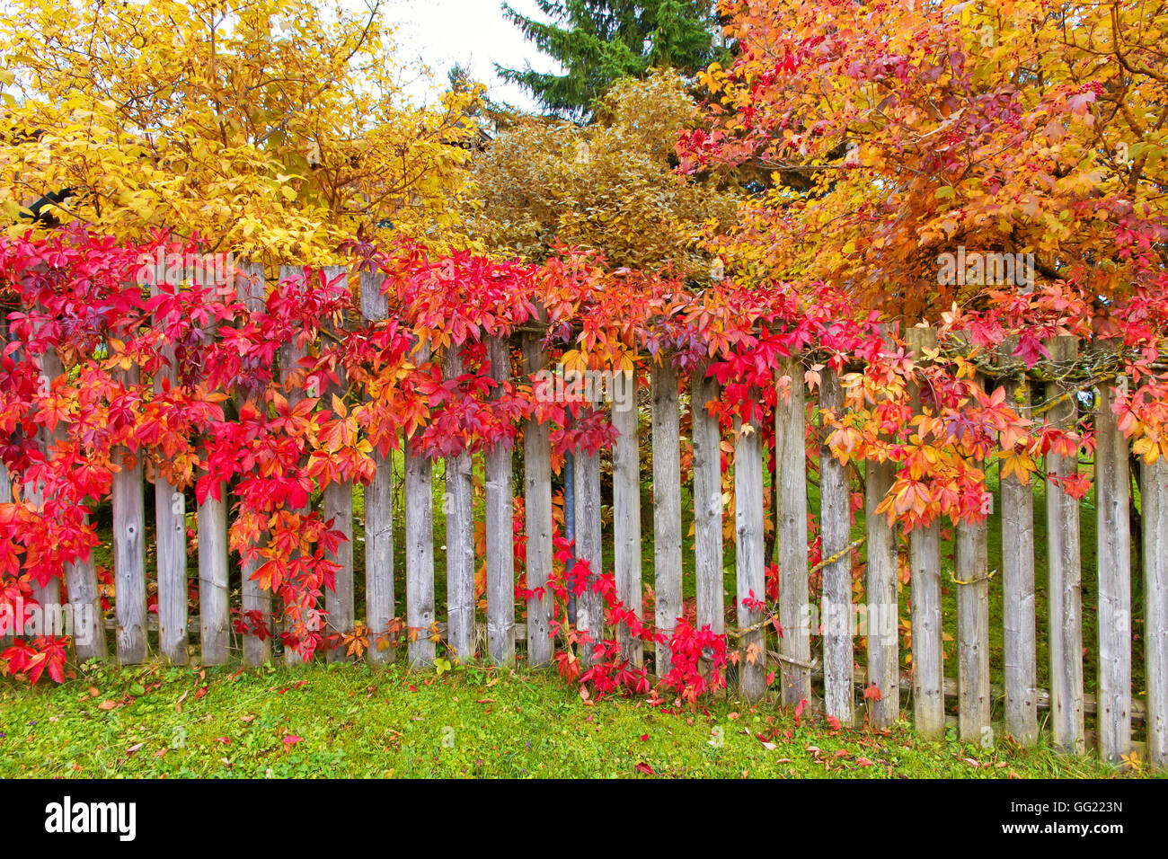 Bunten Garten im Herbst Stockfoto