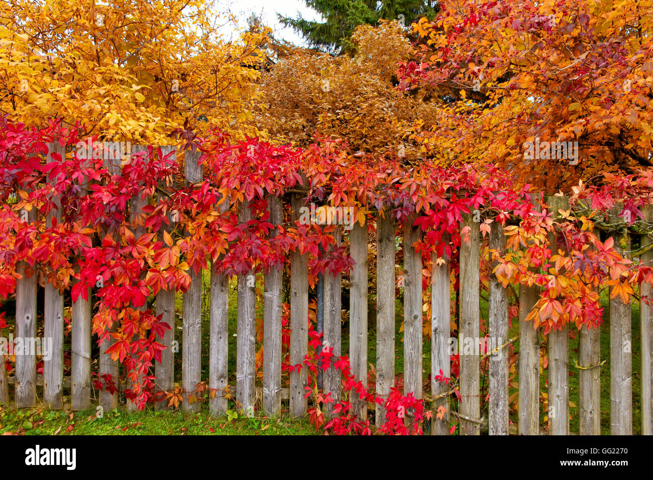 Bunten Garten im Herbst Stockfoto
