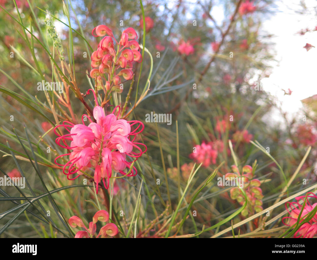 Rosa Blume der Grevillea "Eleganz", eine australische einheimische Pflanze gefunden in Andalusien Stockfoto
