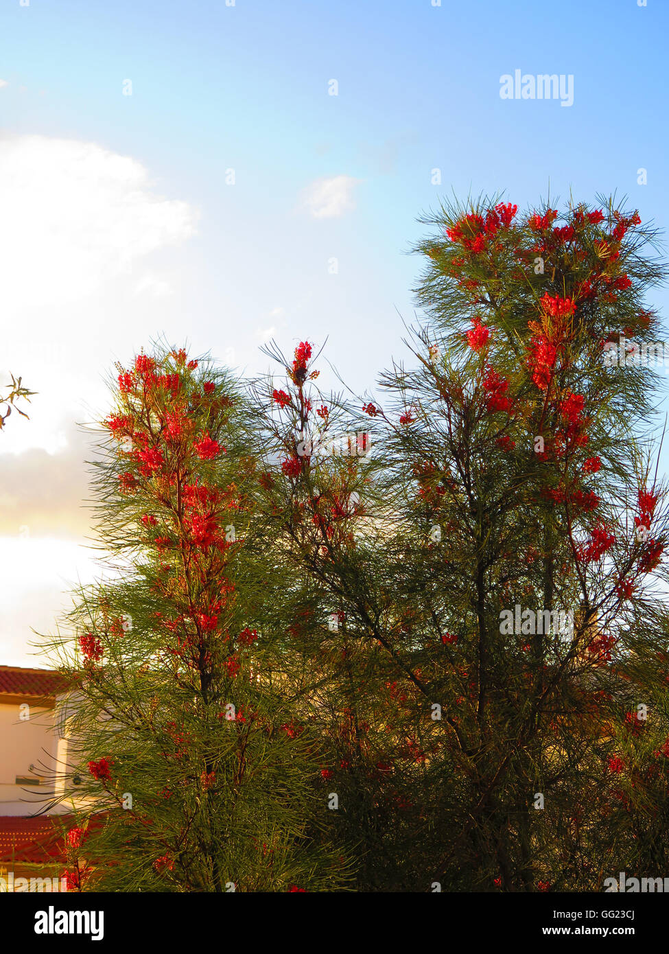 Rosa / Rot Blume der Grevillea "Eleganz", eine australische einheimische Pflanze gefunden in Andalusien Stockfoto
