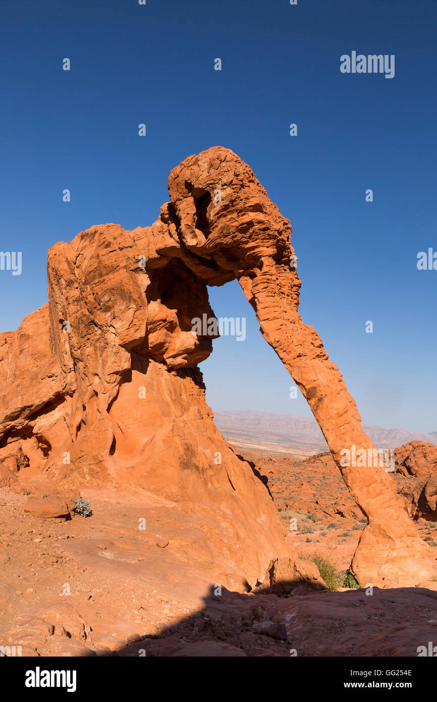 Elephant Rock, Valley of Fire State Park, Nevada, USA Stockfoto