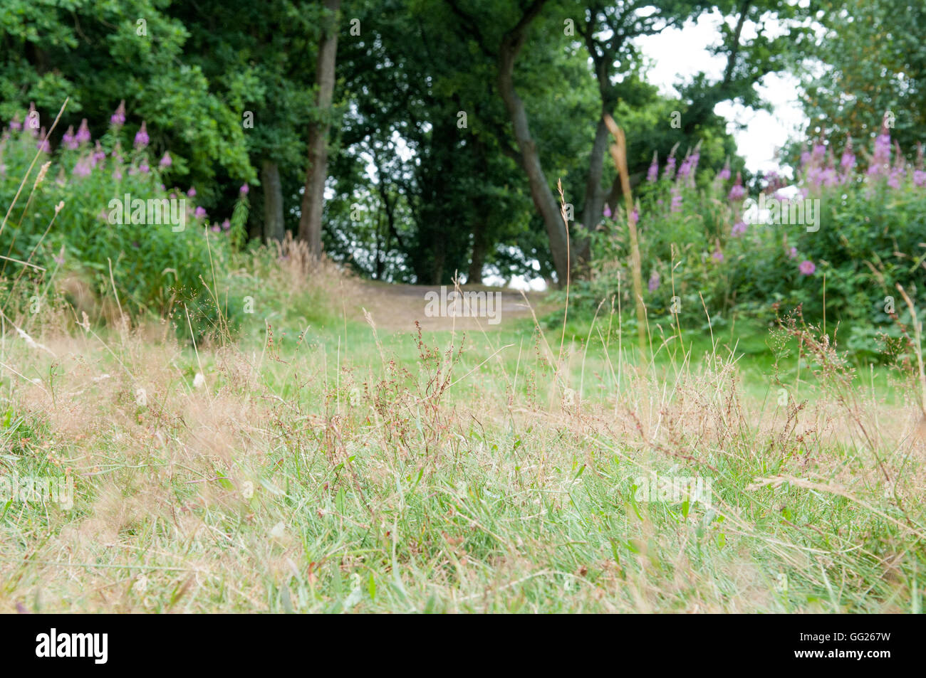 Woodland-Rasen und Blumen mit textfreiraum ebenerdig von einem Waldboden Stockfoto