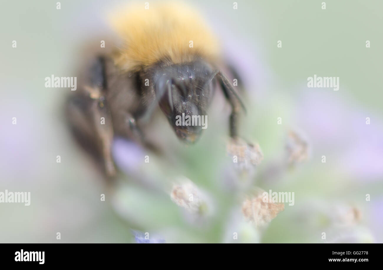 Bienen im Garten auf der Lavendelpflanze Stockfoto