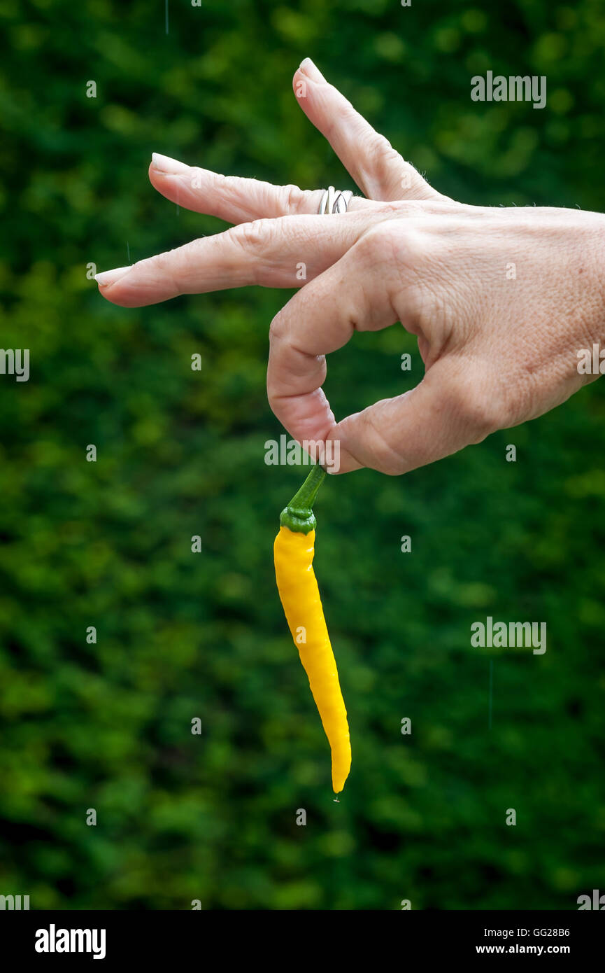 Ungewöhnliche Arten von Chili / Chili in England angebaut. Stockfoto