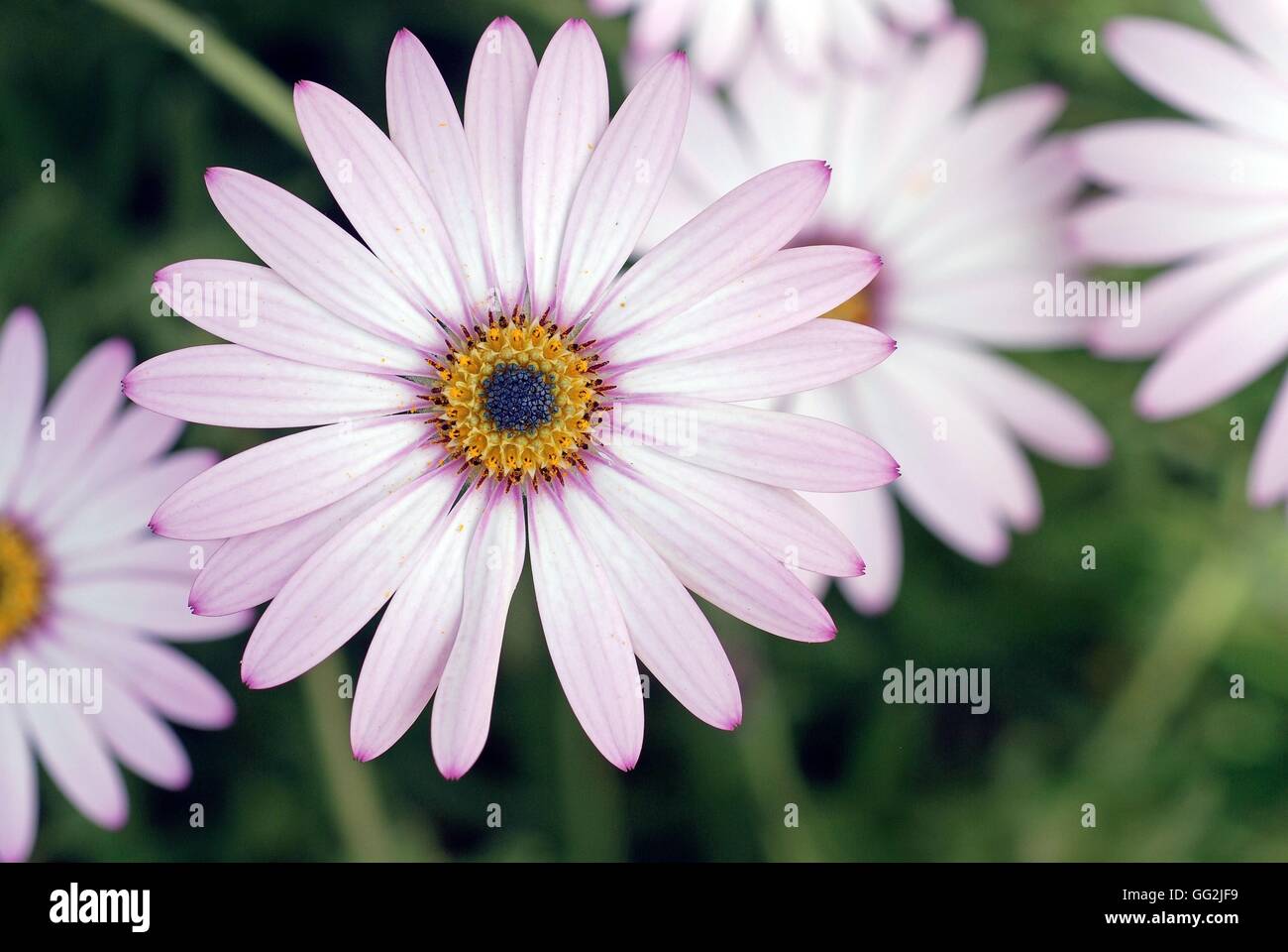Osteospermum "Lady Leitrim". Stockfoto