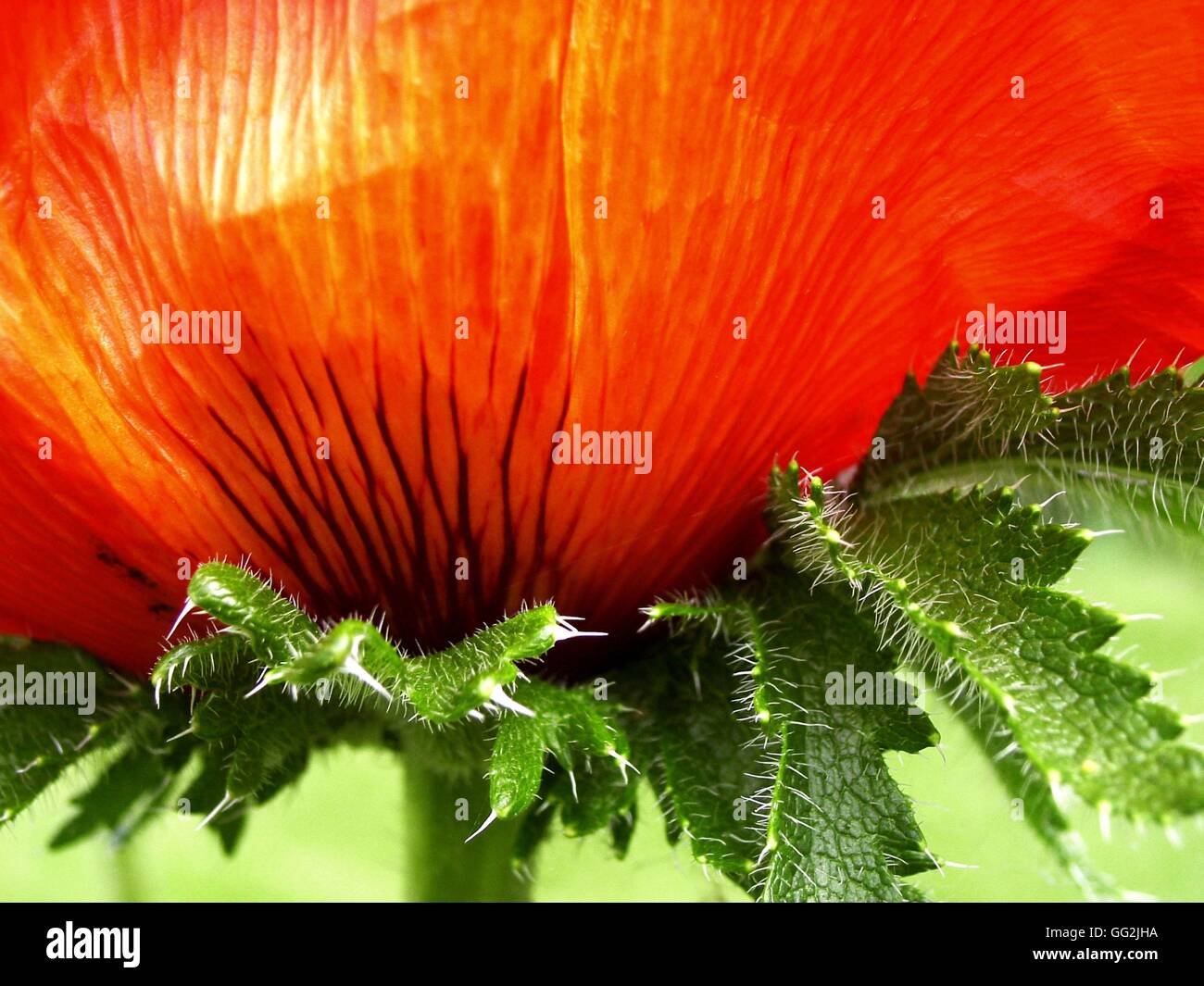 Papaver Orientale "Alegro" (Makro) helle becherförmigen Orange-Scharlachrot Blume mit Fett, schwarz basale Markierungen und borstigen grünen Blättern die lanzettliche Zahn Segmente haben. Stockfoto