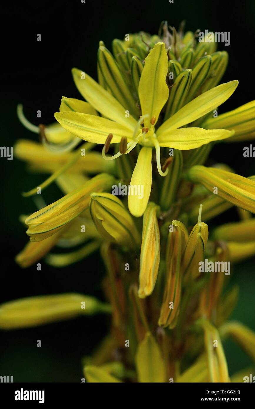 Asphodeline Lutea. Auch bekannt als Jakobs Stab und Speer des Königs. In sonnigen, felsigen Wiesen und Gestrüpp auf trockenen Pisten aus dem Mittelmeerraum und Westtürkei bis zum Kaukasus. Große Blume Spitzen mit sternförmigen Blüten. Stockfoto