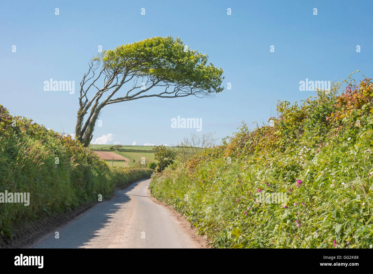 Gebogene Baum Devon England Stockfoto