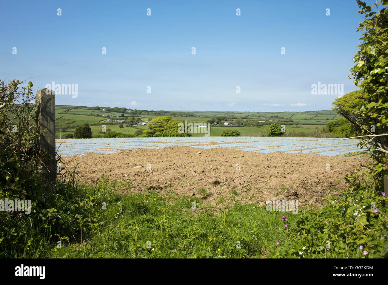 Bauernhof Feld South Devon England kultiviert Stockfoto
