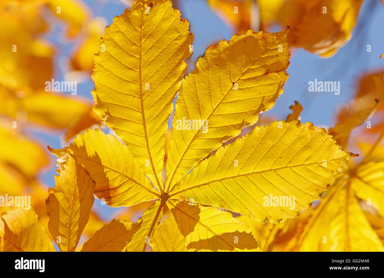 Nahaufnahme eines gelben Blatt an Ahornbaum im Herbst Stockfoto