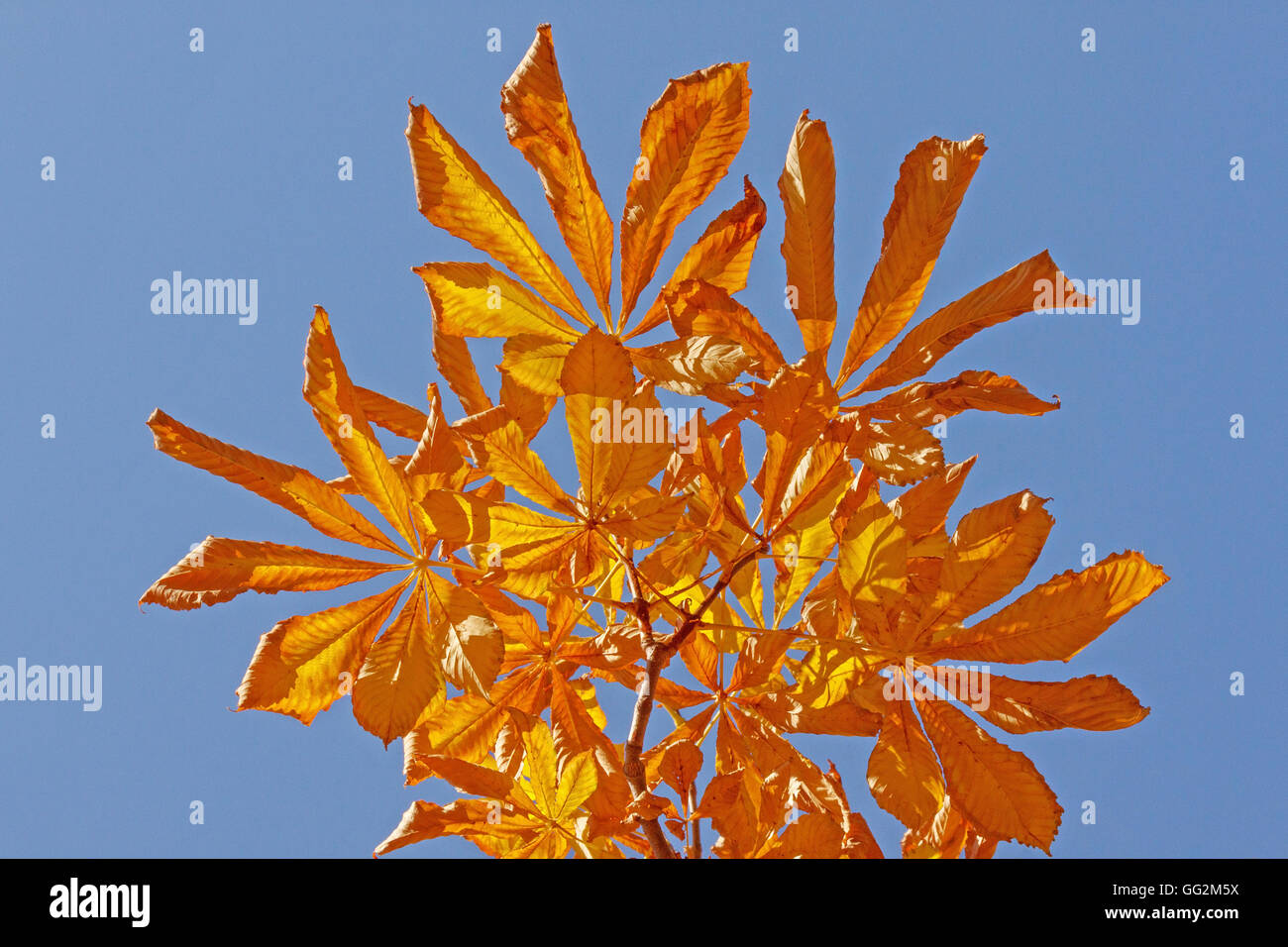 Ahorn Baum im Herbst Stockfoto
