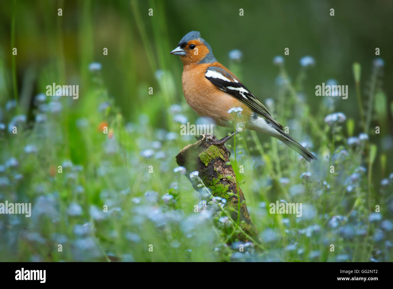 Eine männliche Buchfink im blauen Blüten sitzen Stockfoto