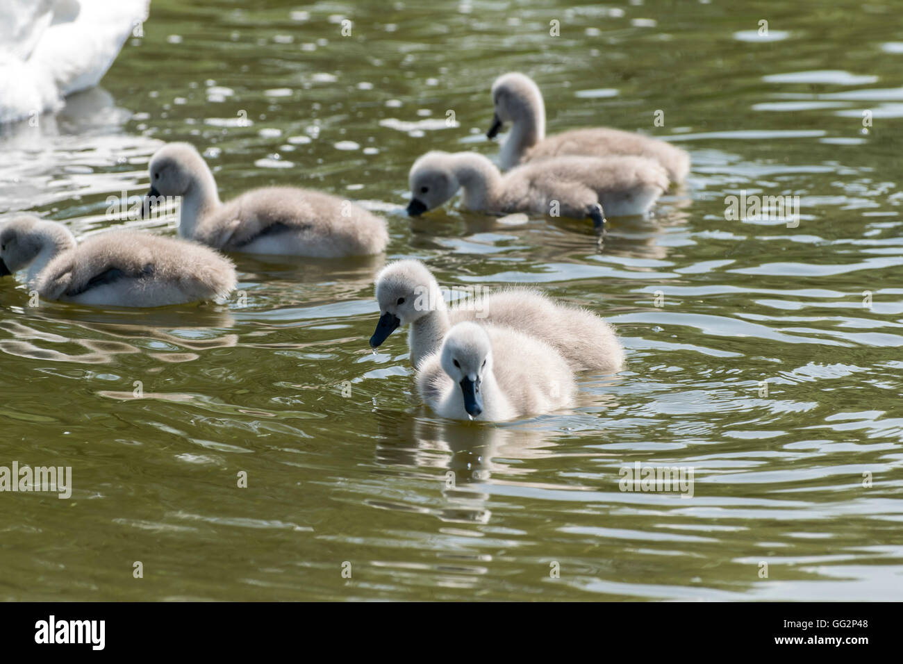 Cygnets auf Pentre Mawr Parken See in Abergele Nord-Wales Stockfoto