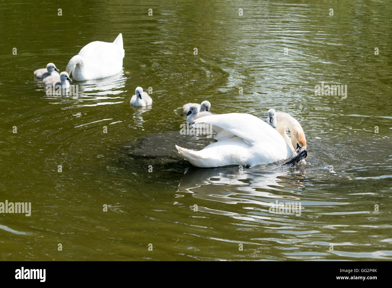 Höckerschwäne und Cygnets auf Pentre Mawr-Park-See in Abergele Nord-Wales Stockfoto