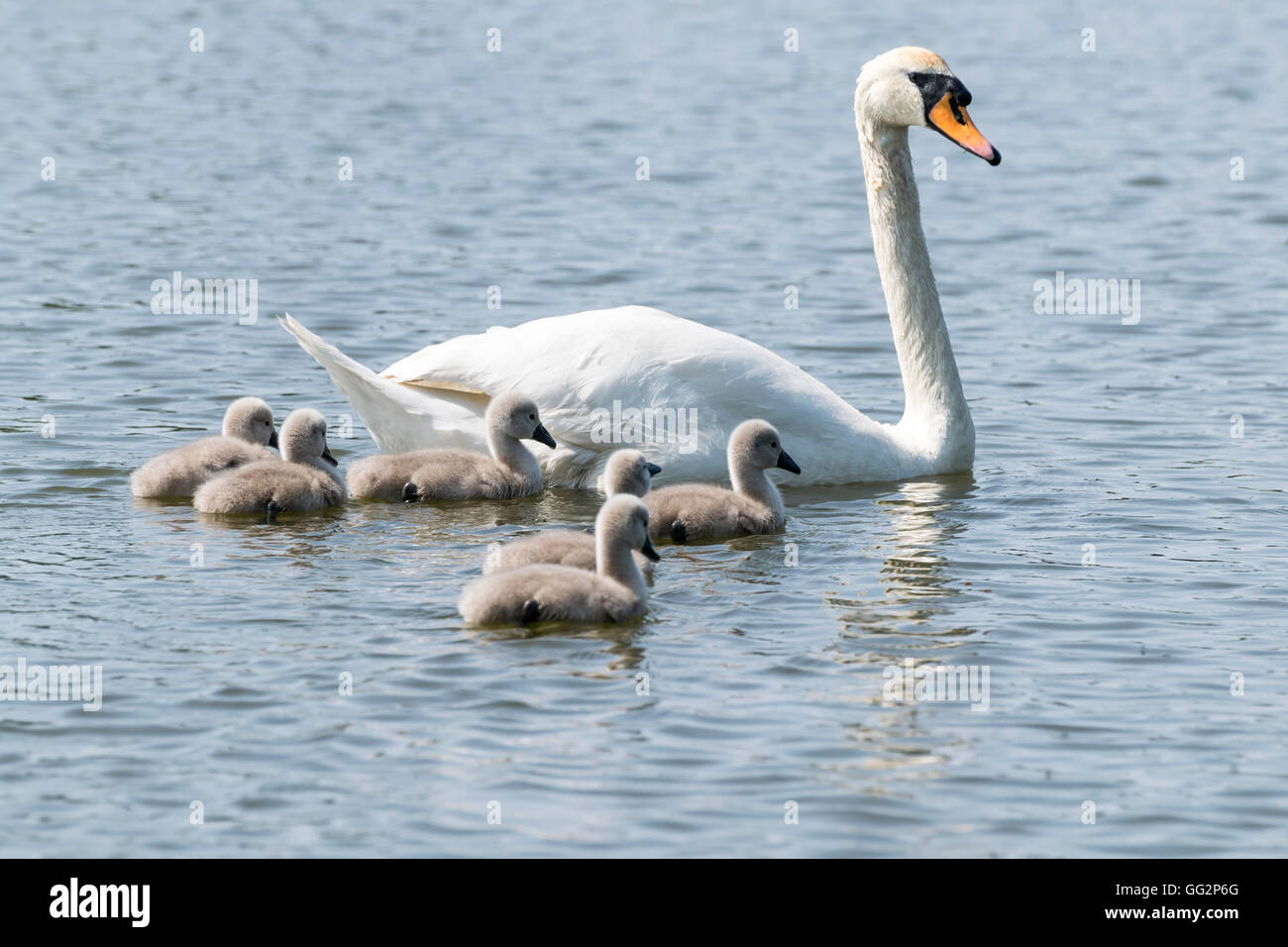 Höckerschwan und Cygnets auf Pentre Mawr-Park-See in Abergele Nord-Wales Stockfoto