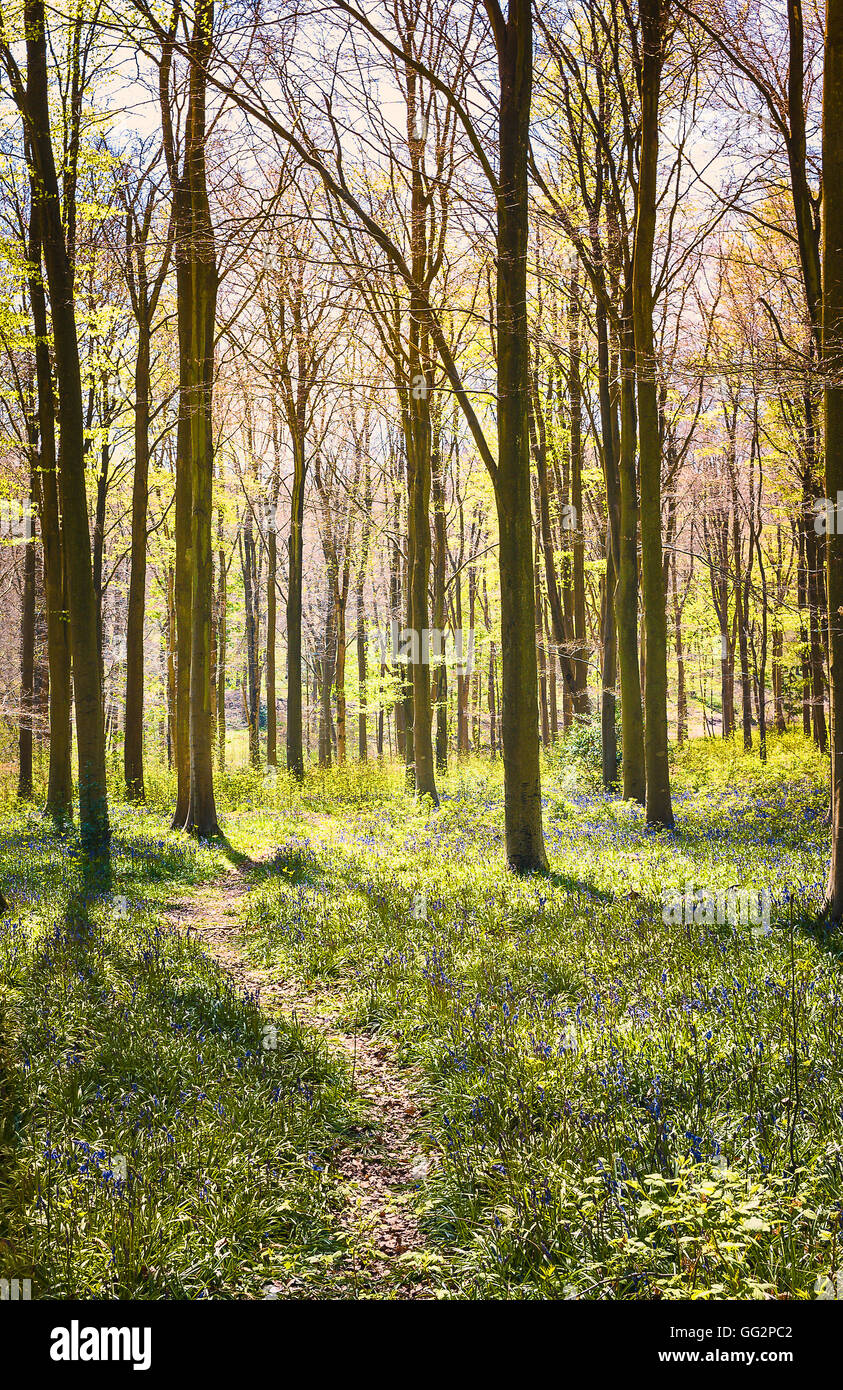 Gefleckte Licht in West Woods Marlborough Wiltshire UK Stockfoto