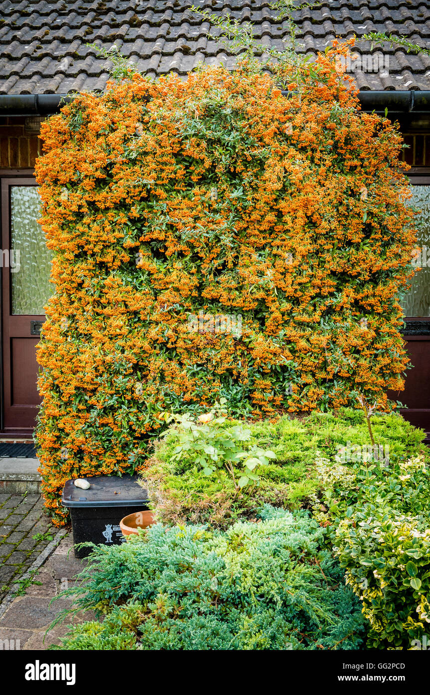 Eine dominante Bildschirm, bestehend aus einem Pyracantha Strauch zeigt Herbstfärbung mit orange Beeren in einem kleinen Stadthaus Vorgarten Stockfoto