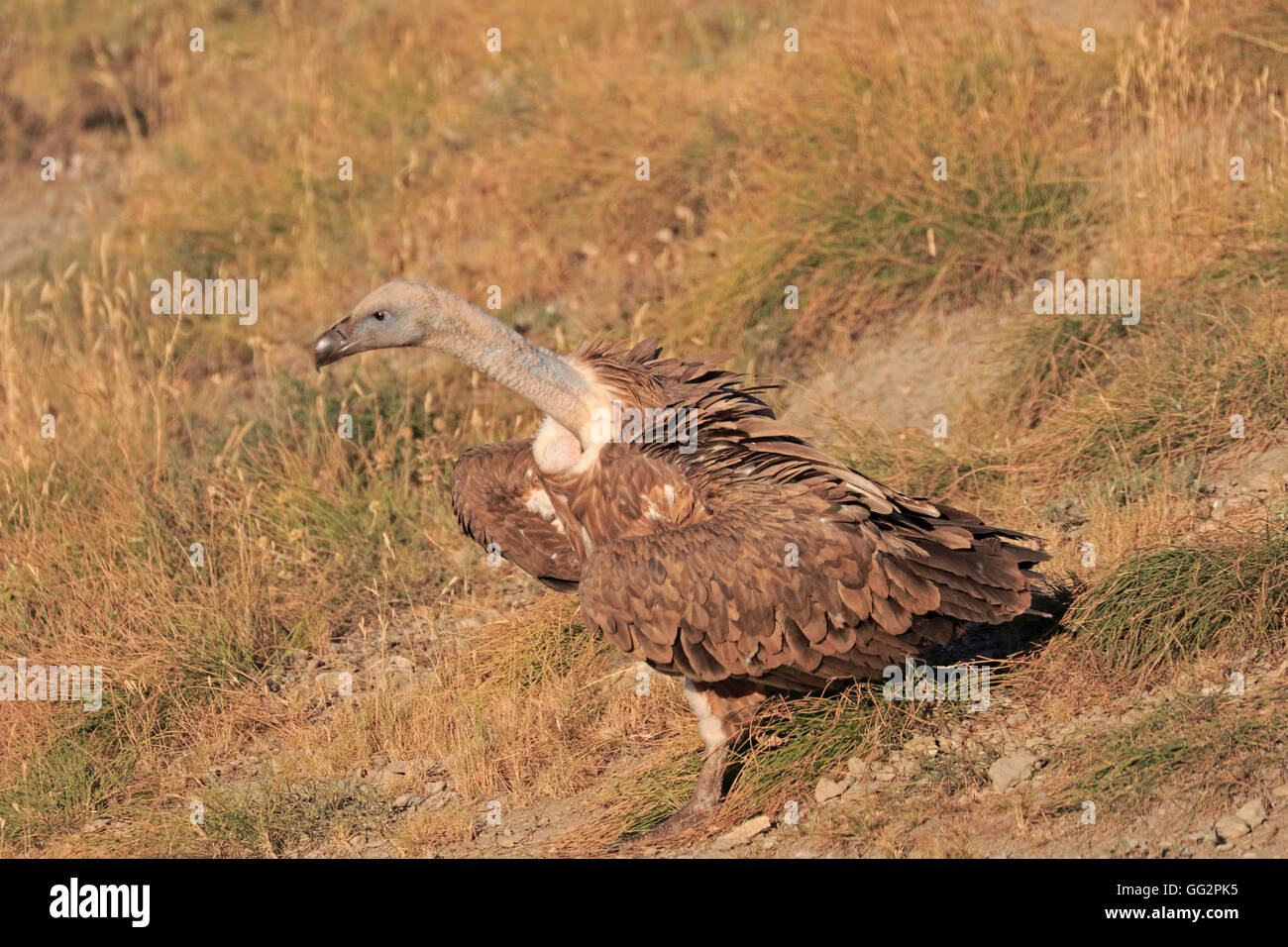 Eurasische Gänsegeier auf dem Boden Stockfoto