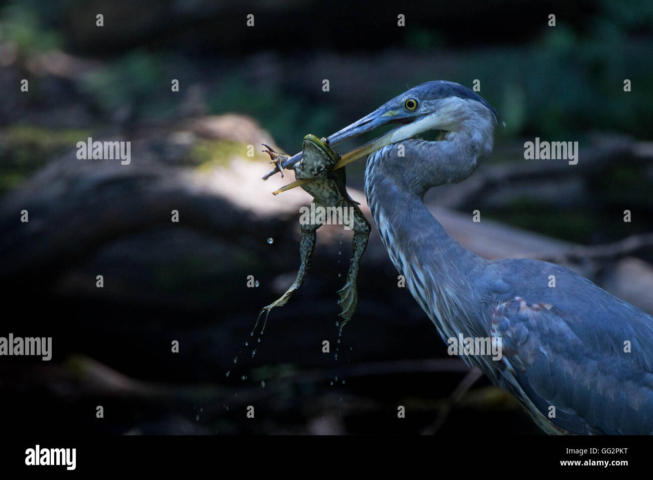 Great Blue Heron Frosch Mahlzeit Stockfoto