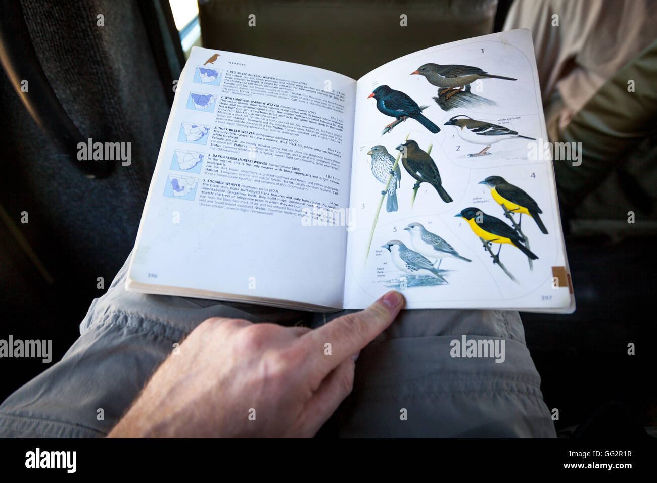 Namibia Wildlife Buch der einheimischen Vögel in Afrika Stockfoto