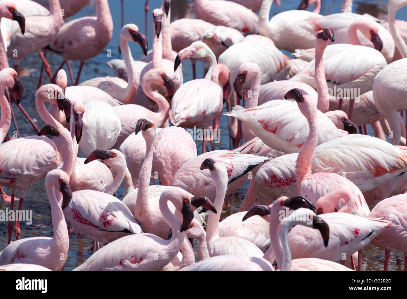 Walvis Bay Namibia Flamingos (Phoenicopteridae) Stockfoto