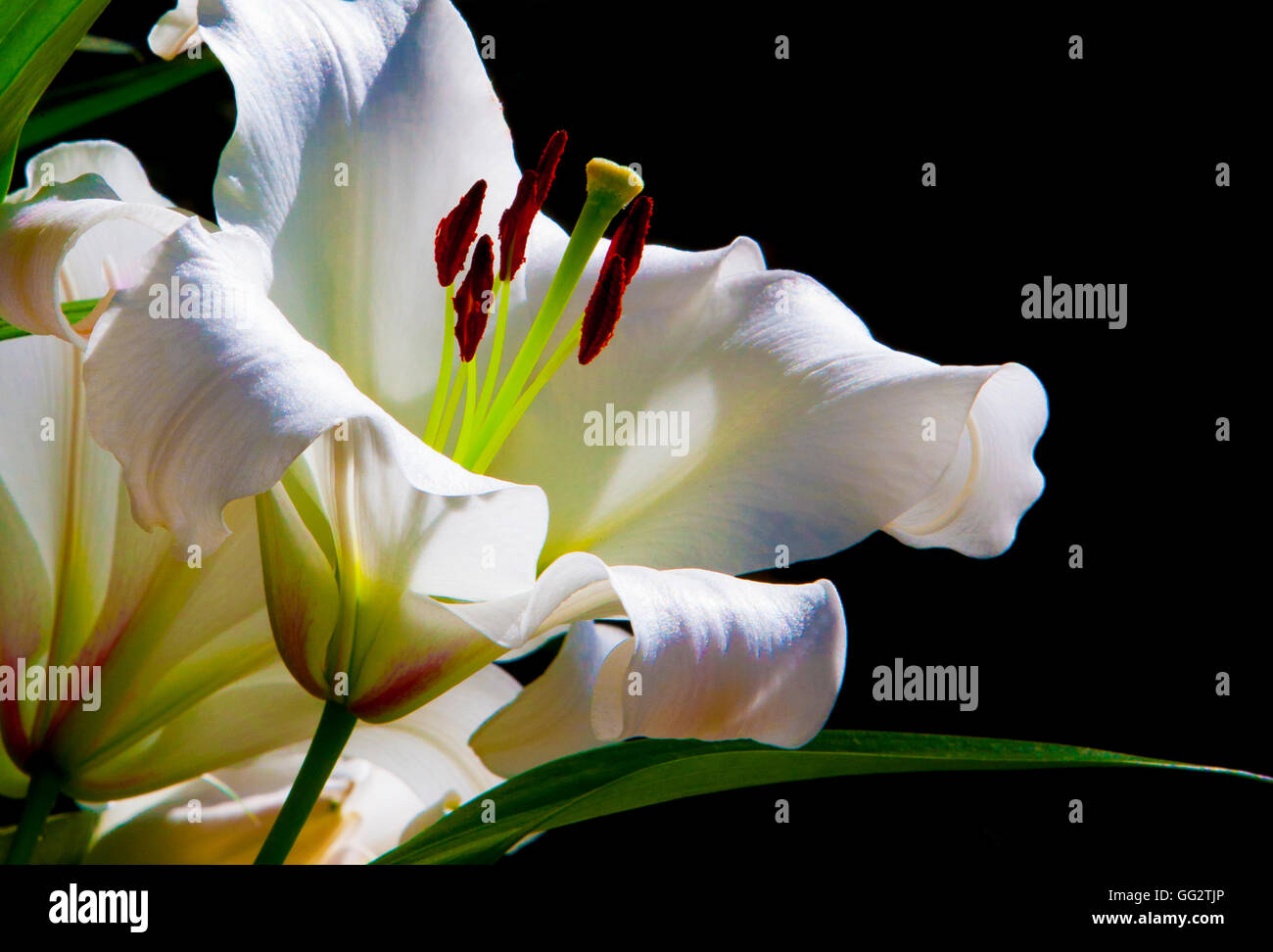 Nahaufnahme eines weißen Lilly vor einem schwarzen Hintergrund, Stockfoto