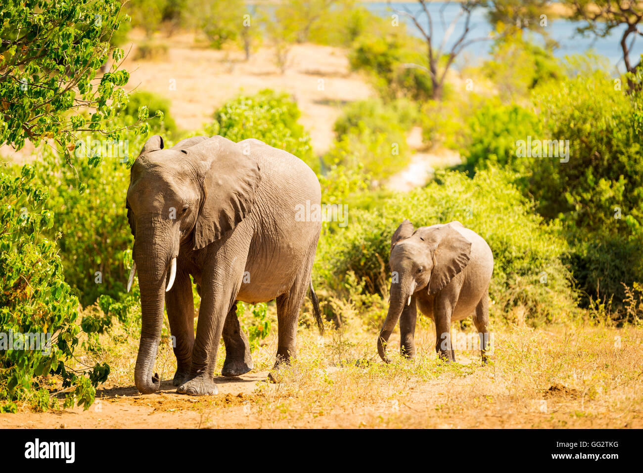 Baby-Elefanten in freier Wildbahn am Chobe Nationalpark, Botswana, Afrika Stockfoto