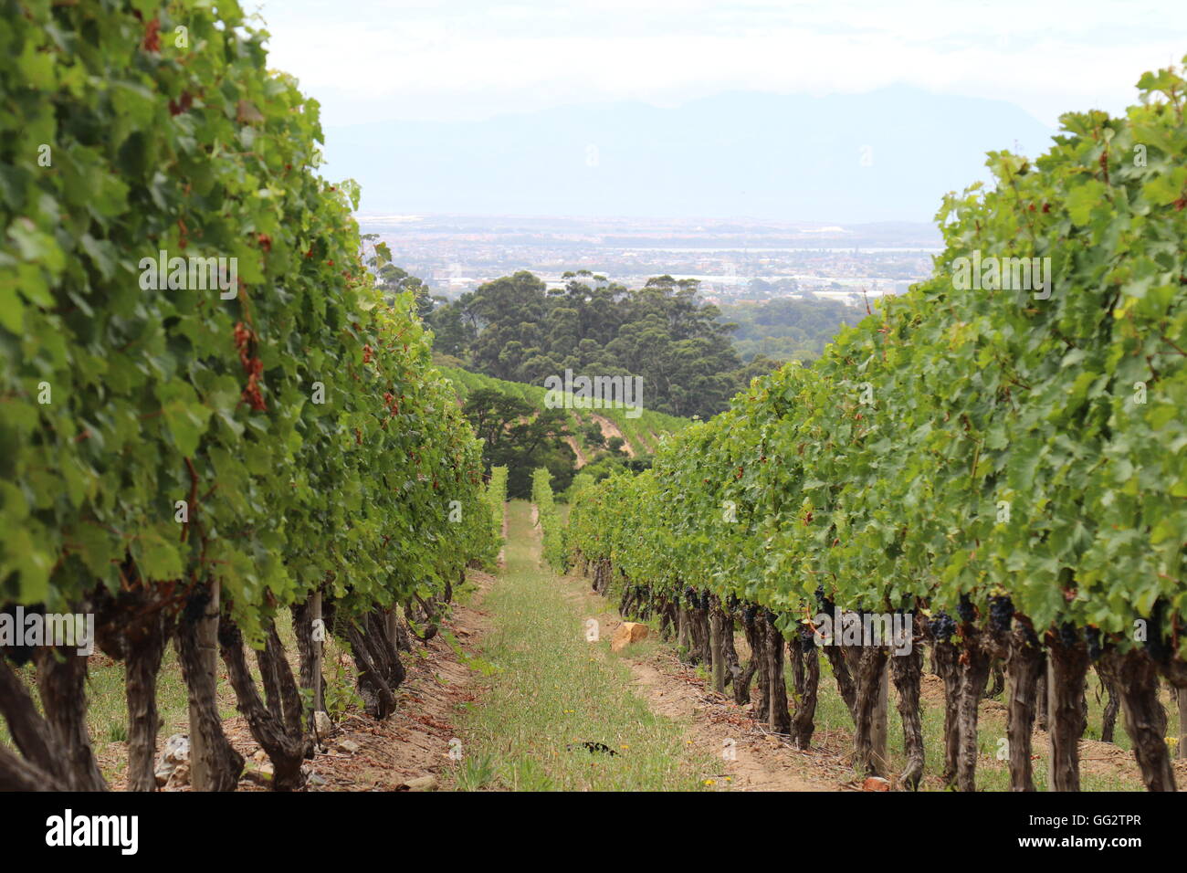 Anzeigen einer Reihe von Weinreben mit Kapstadt vor dem Hintergrund bei Constantia Glen Wines, Cape Town, Südafrika Stockfoto