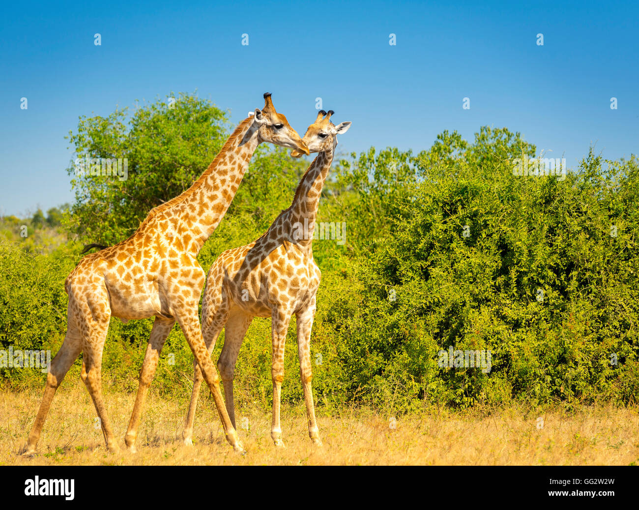 Giraffe-paar in freier Wildbahn im Chobe Nationalpark, Botswana, Afrika Stockfoto