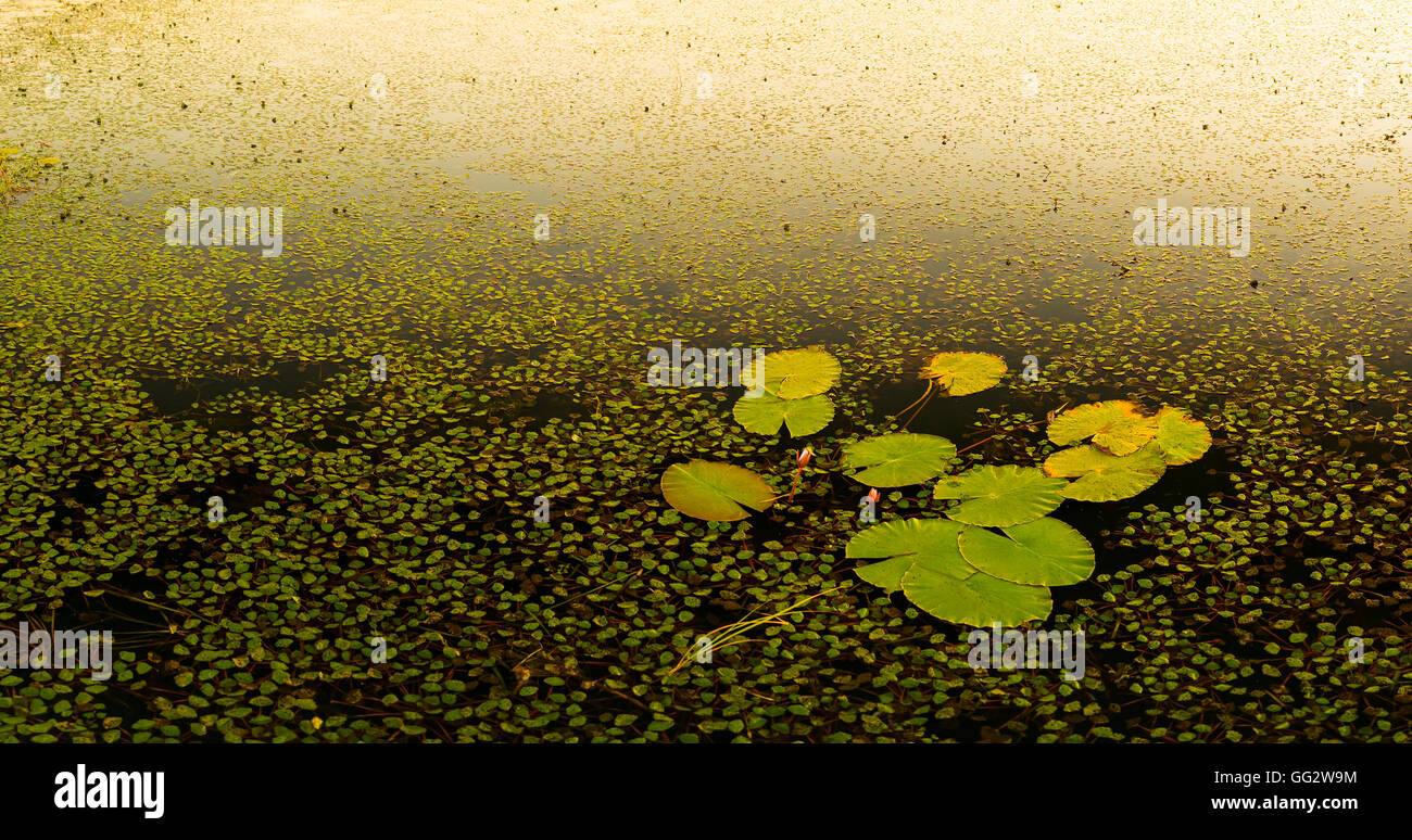 Water Lily Pads auf dem Wasser am Chobe Fluss, Botswana, Afrika bei Sonnenuntergang Stockfoto