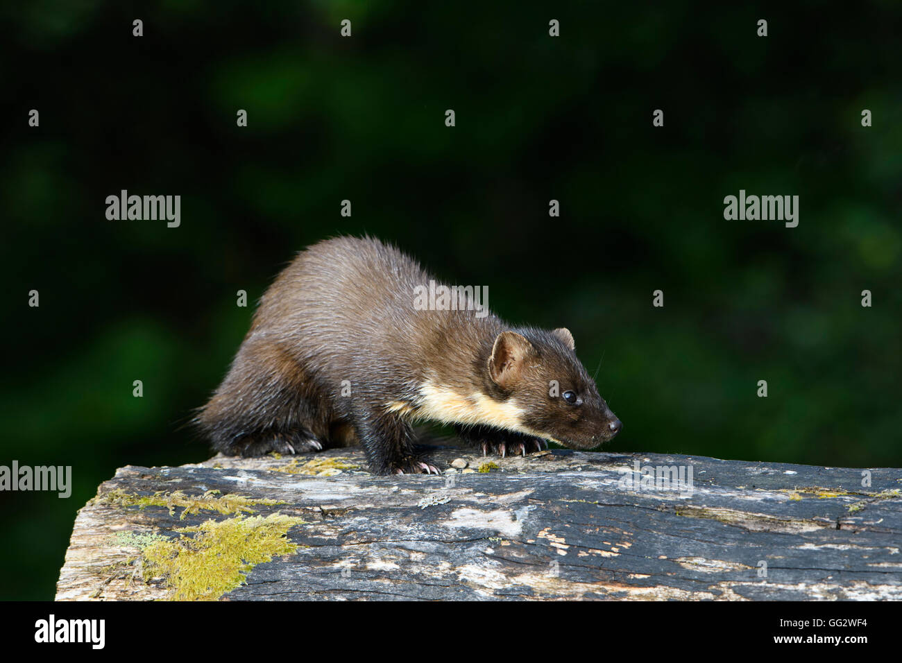 Eine wilde Baummarder Nahrungssuche auf umgestürzten Baum tagsüber Ardnamurchan Halbinsel, Schottland, UK Stockfoto