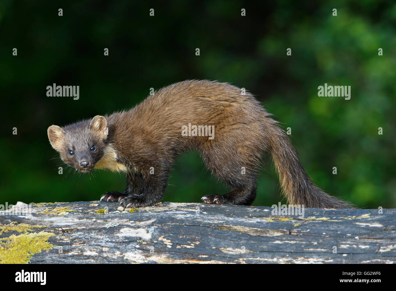 Eine wilde Baummarder Nahrungssuche auf umgestürzten Baum tagsüber Ardnamurchan Halbinsel, Schottland, UK Stockfoto