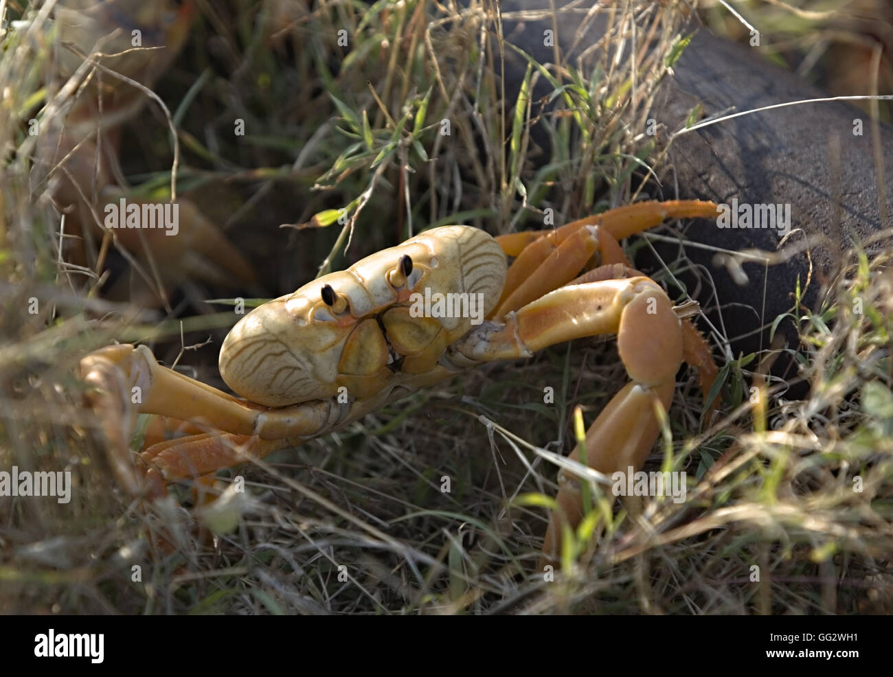 Landkrabben Stockfoto