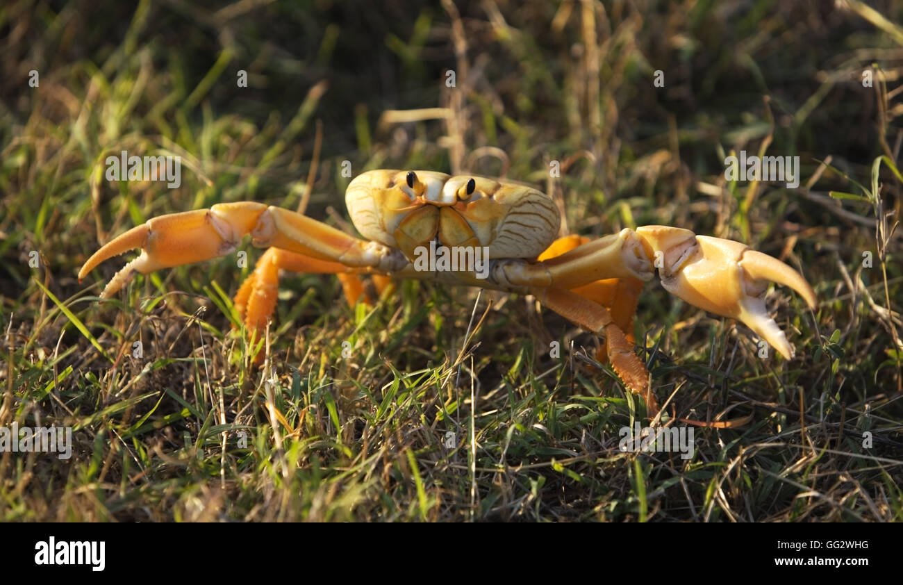 Landkrabben Stockfoto