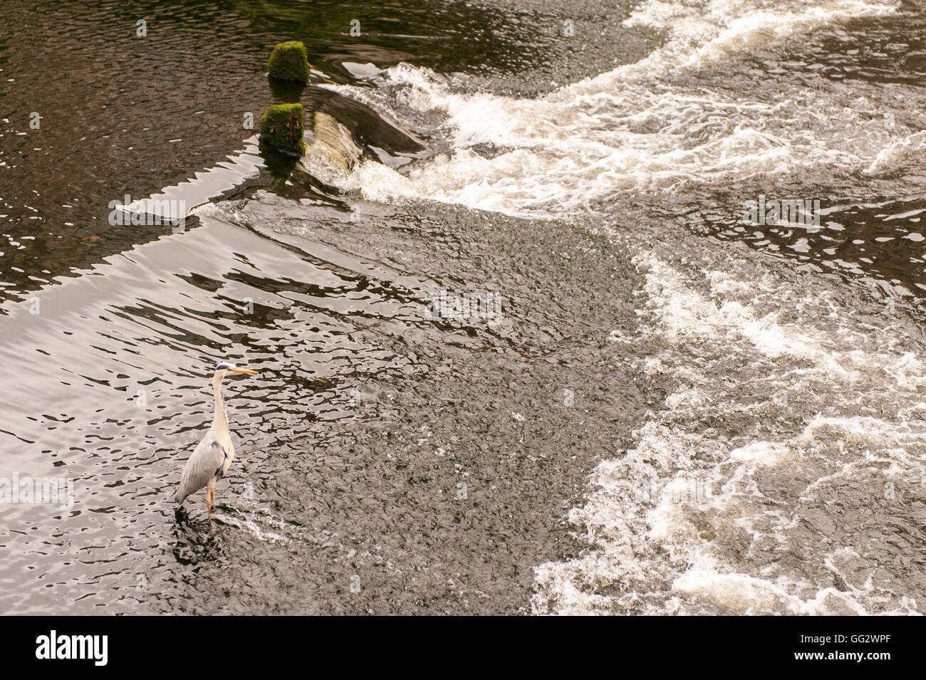 Graureiher (Ardea cinerea) steht am Ufer auf einem steinigen Strand in Irland mit kopieren. Stockfoto