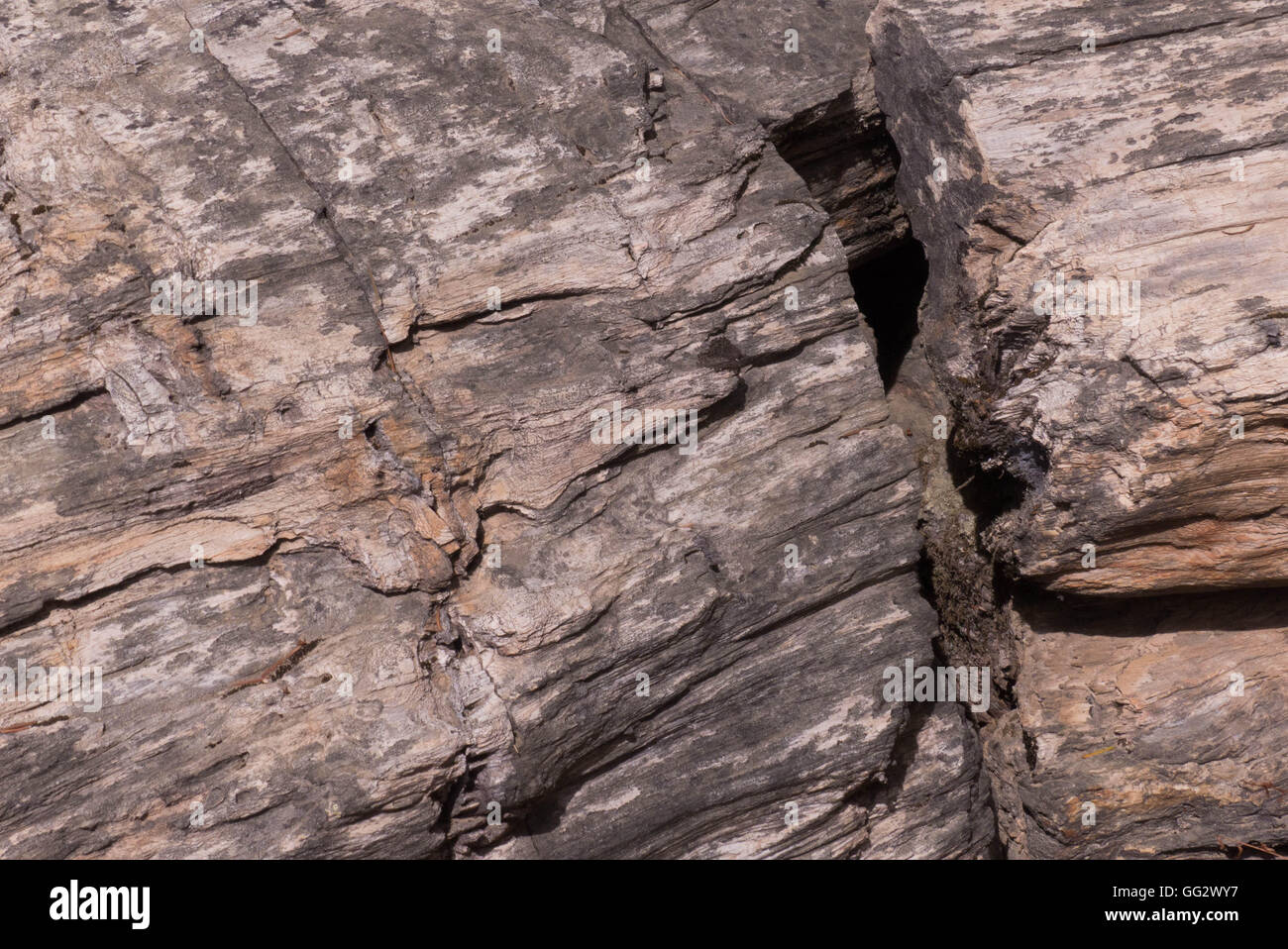 versteinertes Holz Bäume in Nordkalifornien versteinerten Wald Stockfoto