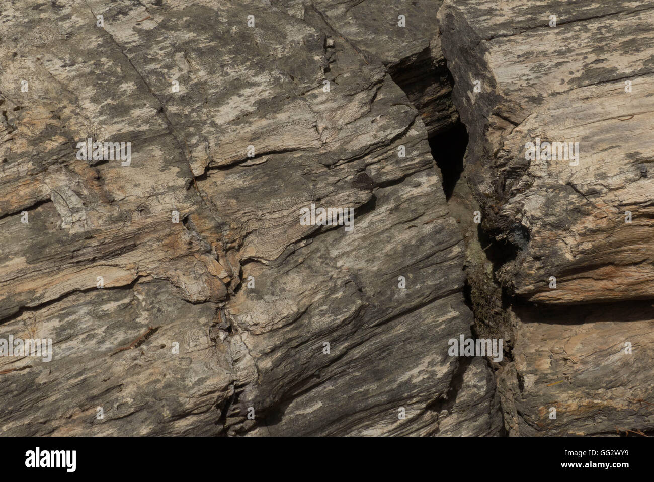 versteinertes Holz Bäume in Nordkalifornien versteinerten Wald Stockfoto