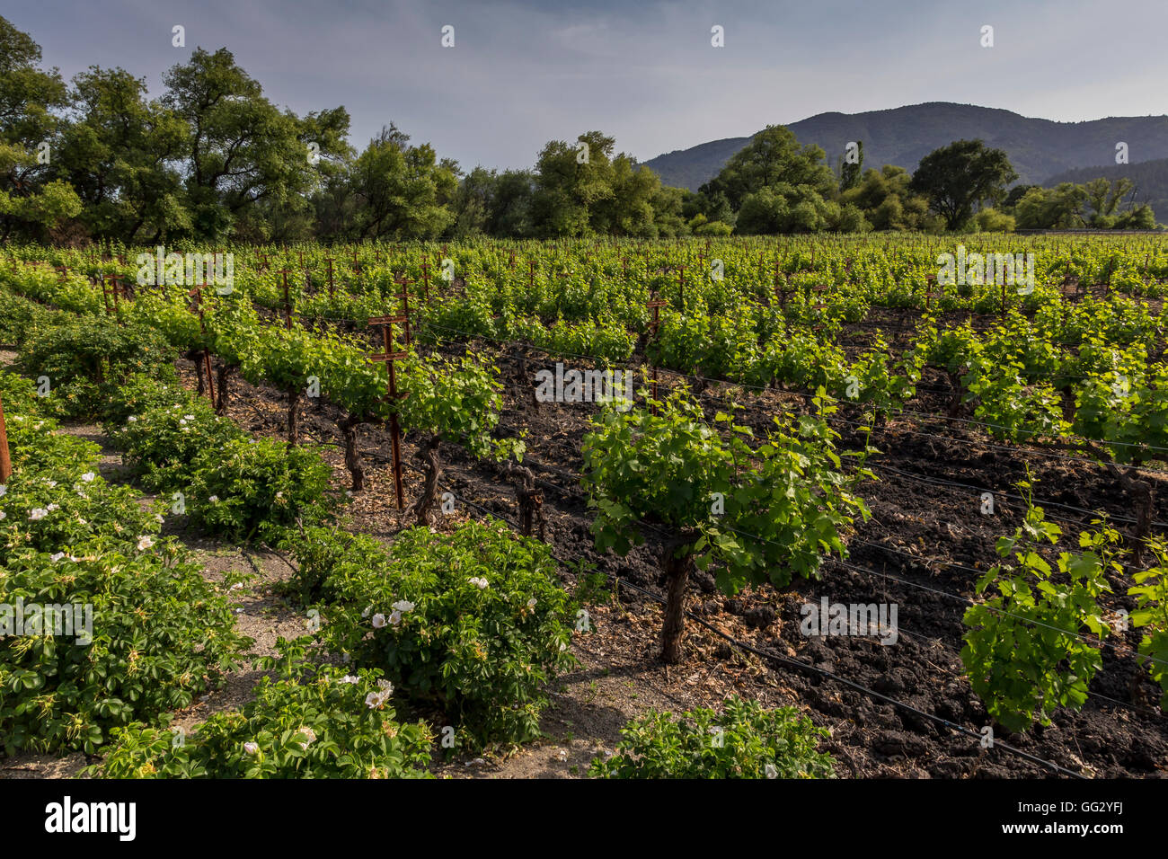Weinberg, Weinberge, Trauben Weinberg Trauben Weinbergen, von betrachtet, Alpha Omega Winery, Napa Valley, Kalifornien Stockfoto