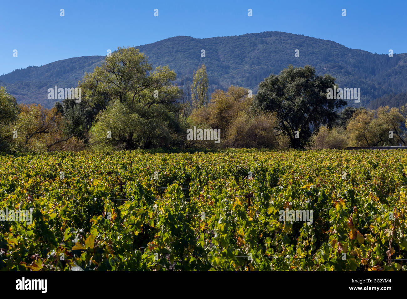 Weinberg, Weinberge, Trauben Weinberg Trauben Weinbergen, von betrachtet, Alpha Omega Winery, Napa Valley, Kalifornien Stockfoto