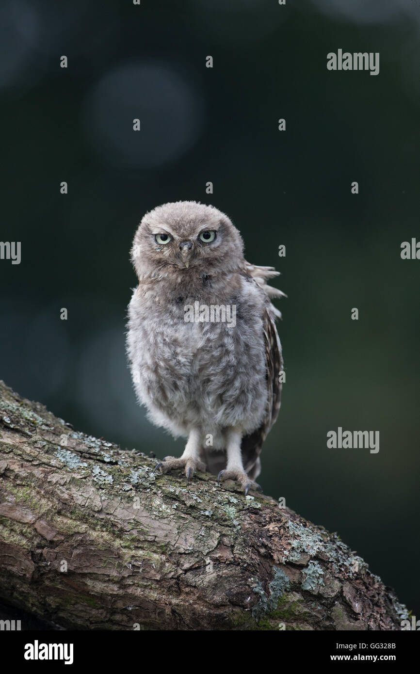 Wenig owlet Stockfoto